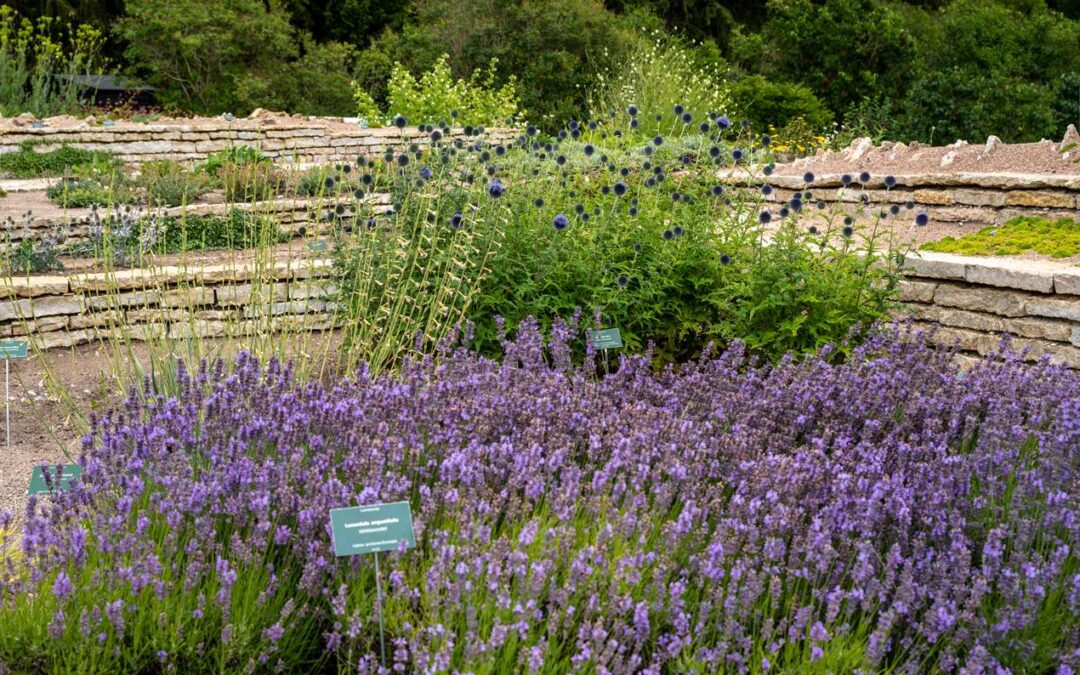 Tallinna Botaanikaaia mägiaed