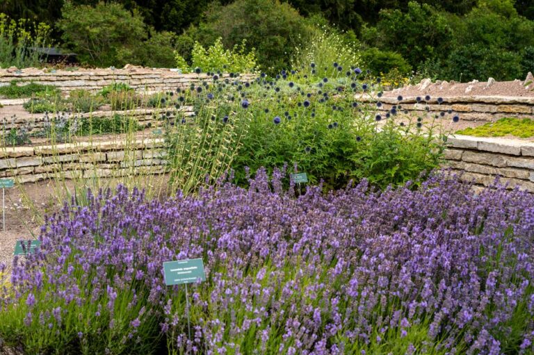 Tallinna Botaanikaaia mägiaed