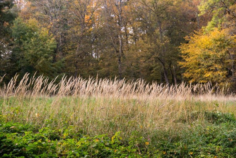 Keila-Joa mõisapark